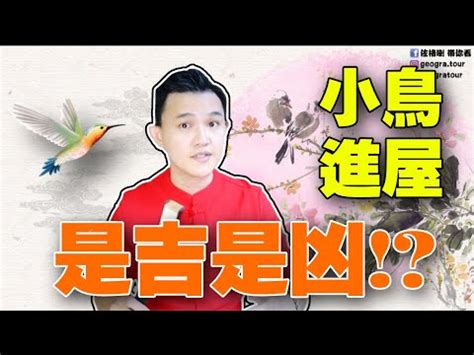 麻雀飛進家裡號碼|【麻雀飛進家裡代表什麼】飛雀臨門，吉兆還是兇兆？麻雀飛進家。